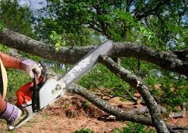 Best Lawn Maintenance Plans  in Marcus, IA
