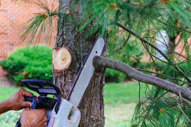 Best Tree Mulching  in Marcus, IA